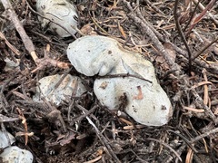 Hygrophorus caeruleus