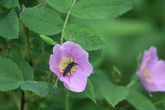 Grammoptera subargentata