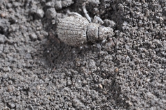 Foucartia squamulata