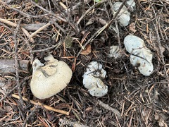 Hygrophorus caeruleus