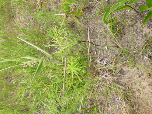 Image of Dichanthelium ravenelii by no rights reserved