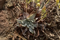 Dudleya verityi