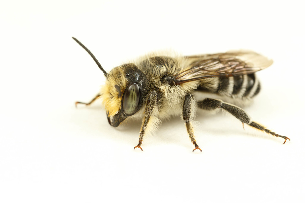 cranberry leafcutter bee