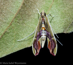 Agathodes designalis