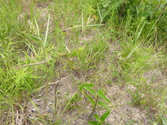 Dichanthelium ravenelii