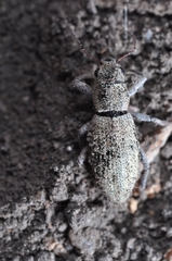 Eusomostrophus acuminatus