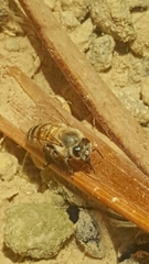 Apis mellifera