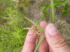 Dichanthelium ravenelii