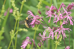 Bombus borealis
