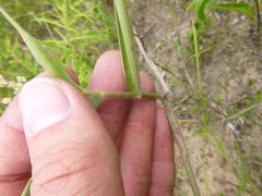 Dichanthelium ravenelii