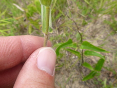 Dichanthelium ravenelii