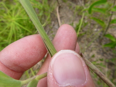 Dichanthelium ravenelii