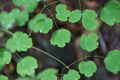 Thalictrum clavatum