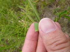 Dichanthelium ravenelii