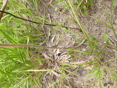 Dichanthelium ravenelii