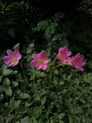 Zephyranthes rosea