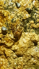 Apis mellifera