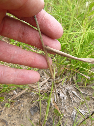 Image of Dichanthelium ravenelii by no rights reserved