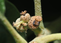 Callirhytis subcostata