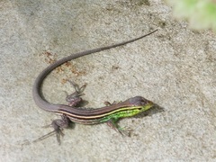 Cnemidophorus gramivagus
