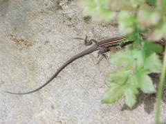 Cnemidophorus gramivagus