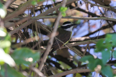 Pitangus sulphuratus