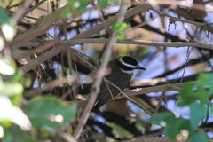 Pitangus sulphuratus