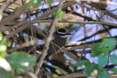 Pitangus sulphuratus