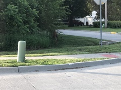 Odocoileus virginianus