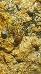 Apis mellifera
