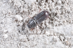 Pleurophorus caesus