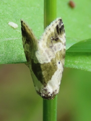 Maliattha synochitis