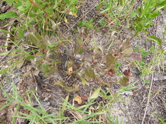 Crocanthemum carolinianum