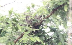 Campylorhynchus jocosus