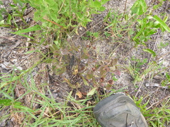 Crocanthemum carolinianum