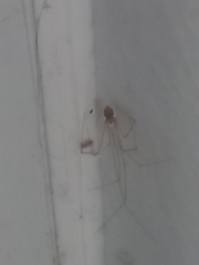 Micropholcus fauroti