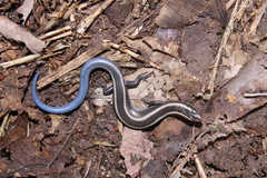 Plestiodon ochoterenae