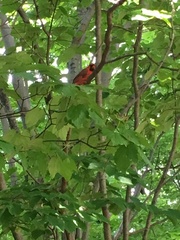 Cardinalis