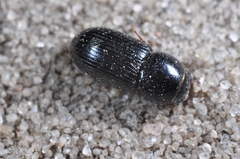 Nialus varians