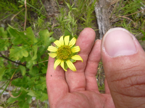 Silphium asteriscus