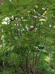 Cardinalis