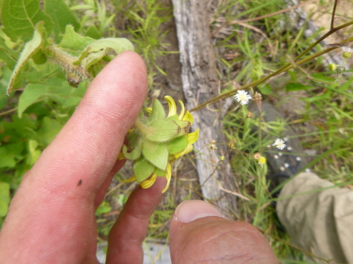 Silphium asteriscus