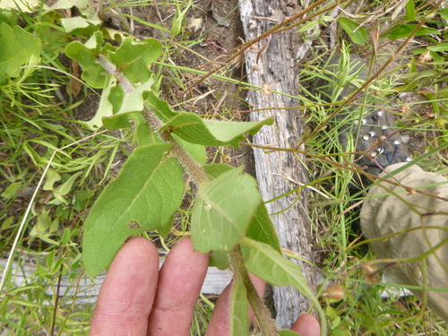 Silphium asteriscus