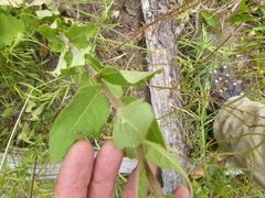 Silphium asteriscus simpsonii