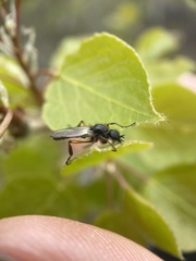Bibio xanthopus