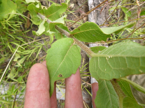 Silphium asteriscus