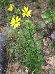 Silphium asperrimum