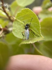 Bibio xanthopus