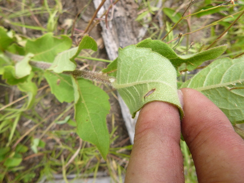 Silphium asteriscus