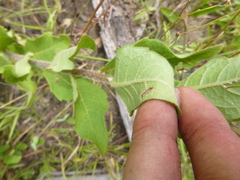 Silphium asteriscus simpsonii